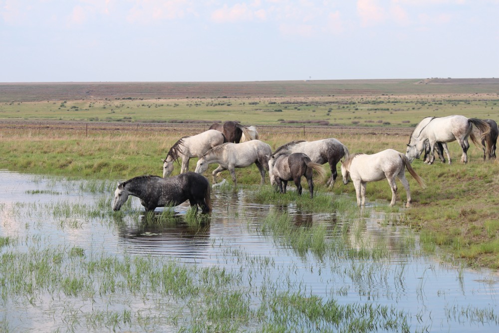 Pure bred percheron sport horses019.jpg